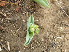 Chlorophytum