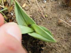 Chlorophytum