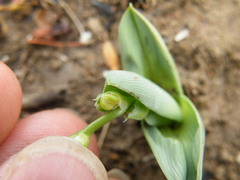 Chlorophytum