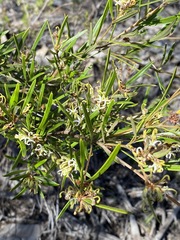 Hakea microcarpa