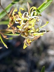 Hakea microcarpa