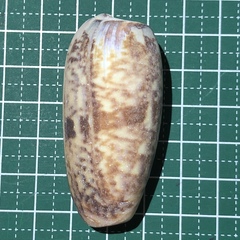 Oliva miniacea