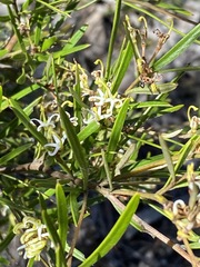 Hakea microcarpa