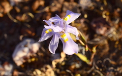 Moraea quartzicola
