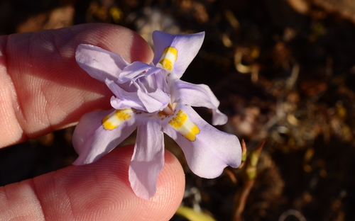 Kners Tulp (Moraea quartzicola)