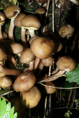 Kuehneromyces mutabilis