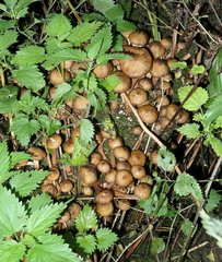 Kuehneromyces mutabilis