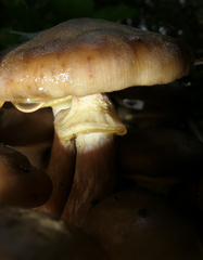 Kuehneromyces mutabilis