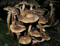 Kuehneromyces mutabilis