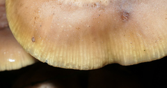 Kuehneromyces mutabilis