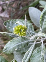 Senecio hypoleucus