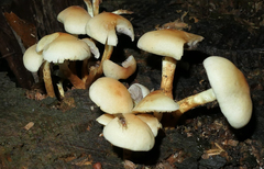 Hypholoma