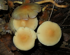 Hypholoma