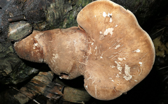 Fomitopsis betulina