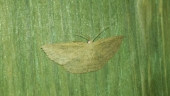 Cyclophora myrtaria