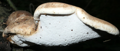 Fomitopsis betulina