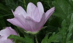 Malva moschata