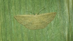 Cyclophora myrtaria