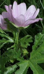 Malva moschata