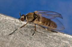 Simulium reptans