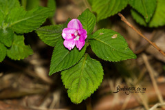 Impatiens sylvicola
