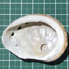 Haliotis ovina