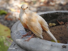 Turdus rufiventris