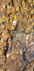Anthenea sidneyensis