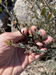 Bossiaea rhombifolia