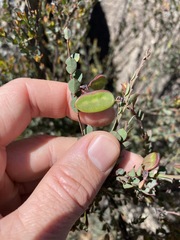 Bossiaea rhombifolia