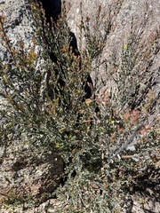 Bossiaea rhombifolia