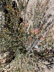 Bossiaea rhombifolia