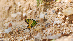 Graphium antiphates itamputi