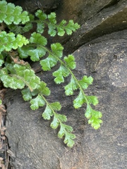Asplenium subglandulosum