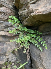 Asplenium subglandulosum
