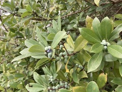 Litsea rotundifolia