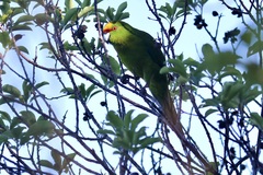 Cyanoramphus auriceps