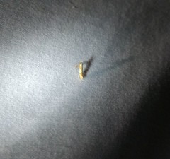 Caloptilia packardella