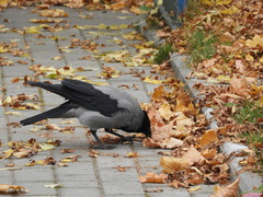 Corvus cornix