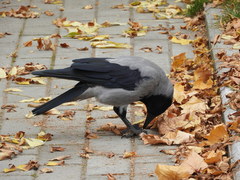 Corvus cornix