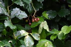 Psychotria asiatica