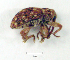 Storeus albosignatus