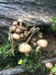 Armillaria novae-zelandiae