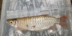 Alestidae