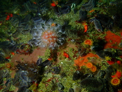 Alcyonium variabile