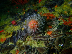 Alcyonium variabile