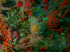 Alcyonium variabile