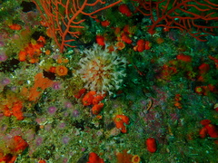 Alcyonium variabile
