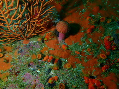 Alcyonium variabile