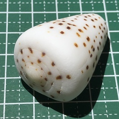 Conus eburneus